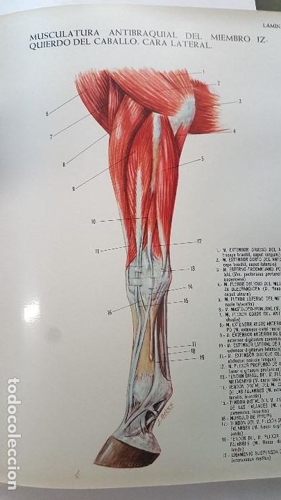 Libros de segunda mano: ANATOMIA DEL CABALLO - Foto 4