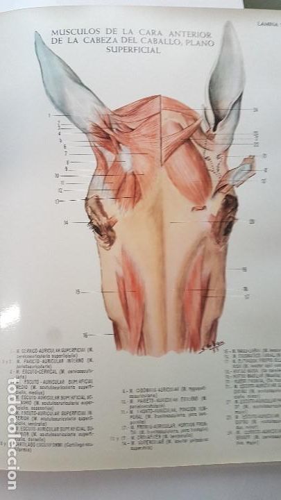 Libros de segunda mano: ANATOMIA DEL CABALLO - Foto 5