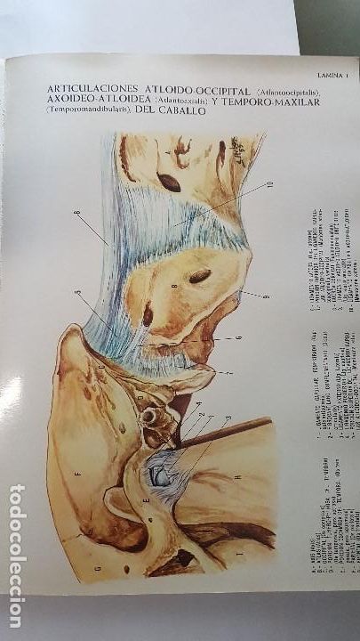 Libros de segunda mano: ANATOMIA DEL CABALLO - Foto 6