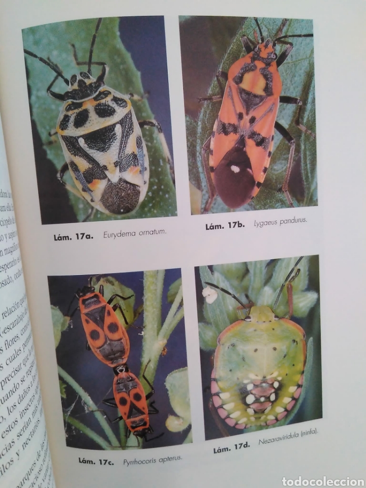 Libros de segunda mano: Elogio del insecto / Enrico Stella - Foto 2