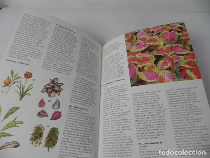 Libros de segunda mano: PLANTAS DE INTERIOR (BRIAN WARD/TOM WELLSTED) INST. PERRAM&Oacute;N-1980 - Foto 6
