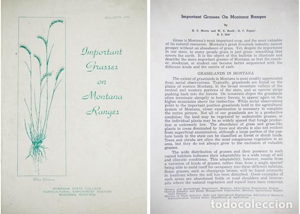 Second hand books: MORRIS, H.E. (et al.). Important Grasses on Montana Ranges. s.a. (hacia 1945).