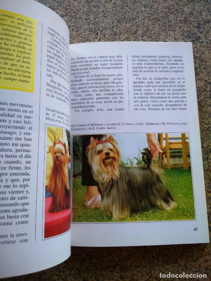 Libros de segunda mano: EL YORKSHIRE TERRIER -- ANTONELLA TOMASELLI -- DE VECCHI 1995 -- - Foto 2