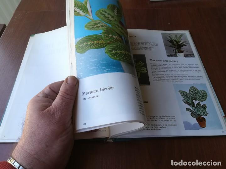 Libros de segunda mano: PLANTAS DE INTERIOR / BLUME / ROBERTO GUILLEN / CJA86-95 - Foto 9