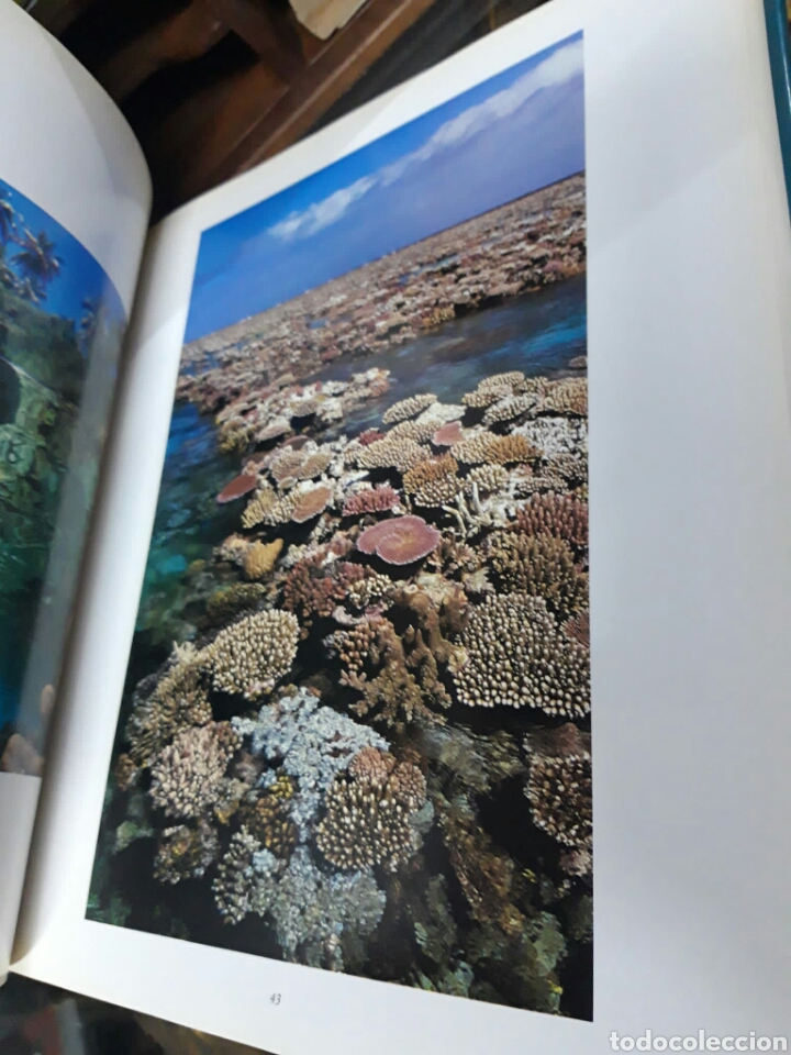 Libros de segunda mano: Arrecifes de coral. Roger Steene - Foto 2
