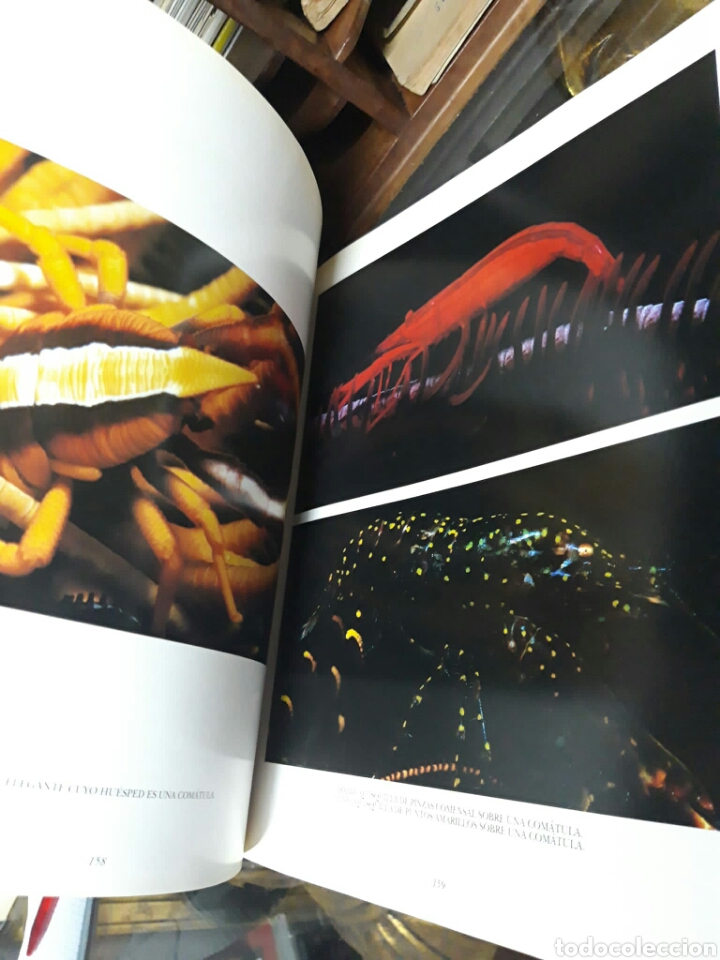 Libros de segunda mano: Arrecifes de coral. Roger Steene - Foto 4