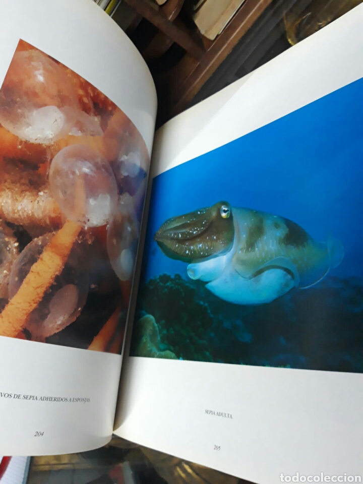 Libros de segunda mano: Arrecifes de coral. Roger Steene - Foto 6