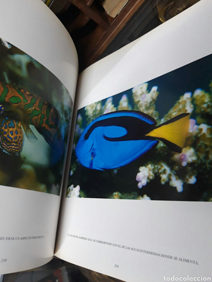 Libros de segunda mano: Arrecifes de coral. Roger Steene - Foto 7