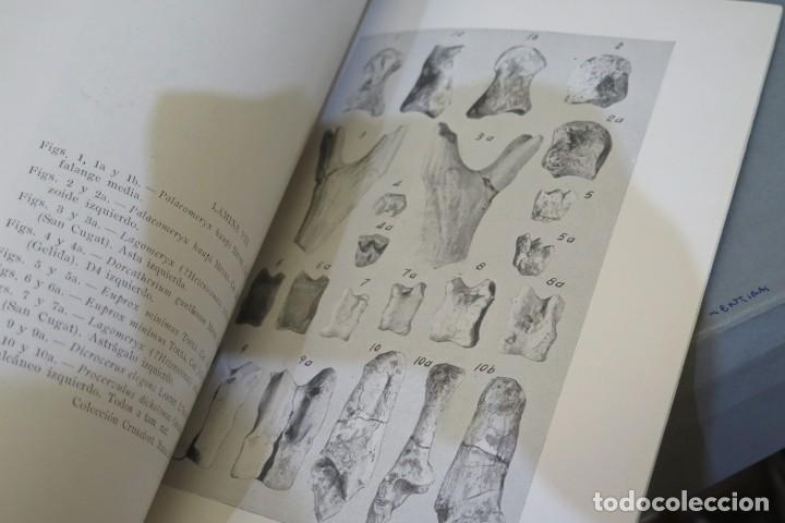 Libros de segunda mano: EL BURDIGALIENSE CONTINENTAL DE LA CUENCA DEL VALLES-PENEDES - Foto 3