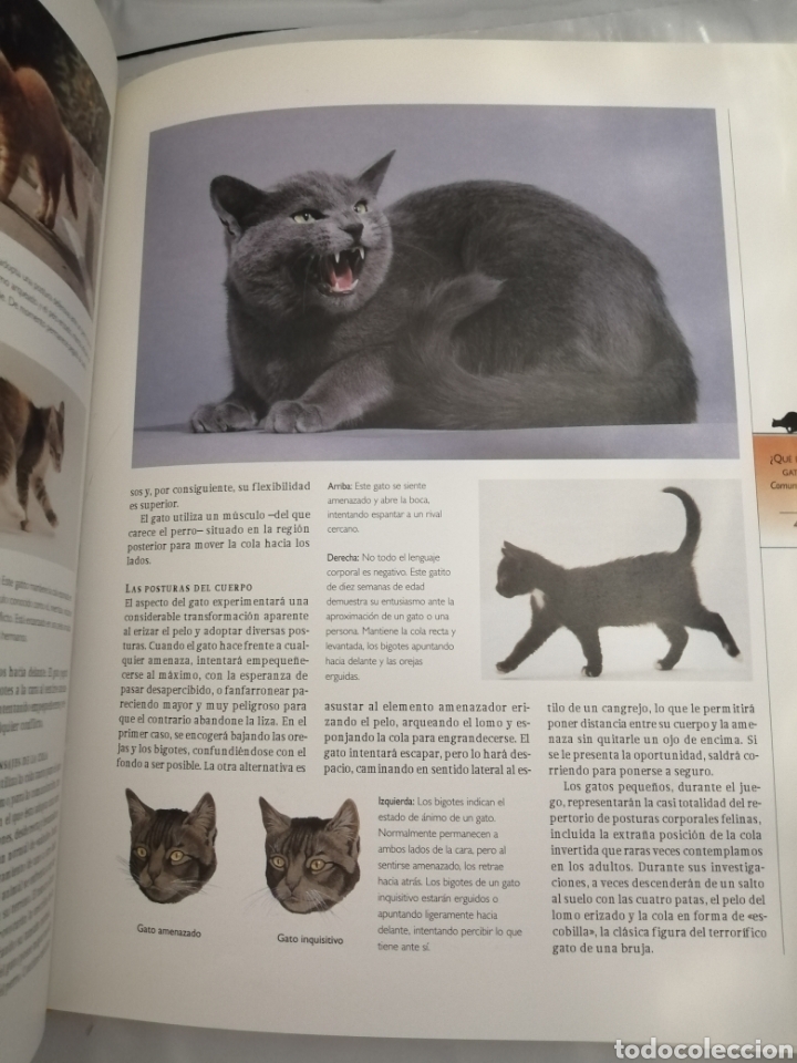 Libros de segunda mano: GU&Iacute;A COMPLETA DE GATOS - Foto 5