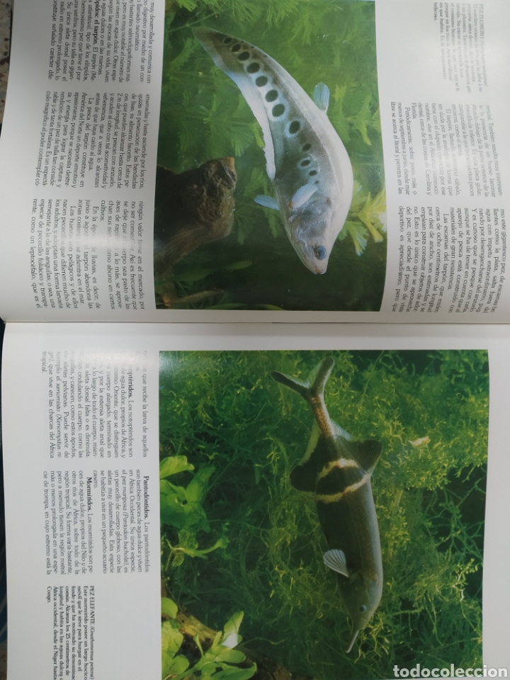 Libros de segunda mano: Historia Natural. - Foto 4