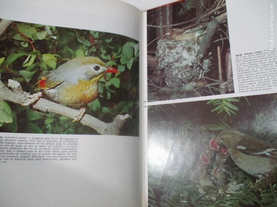 Libros de segunda mano: ARMANDO GRASSELLI P&aacute;jaros cantores W8202 - Foto 5