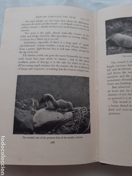 Libros de segunda mano: Nature through the year, Frances Pitt, ingl&eacute;s, sin fecha - Foto 5