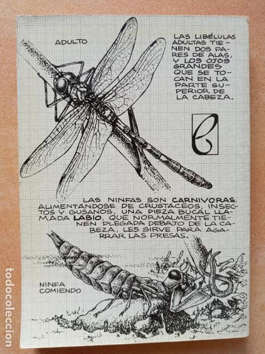 Libros de segunda mano: Los invertebrados de agua dulce- ediciones penthalon 1983 - Foto 2
