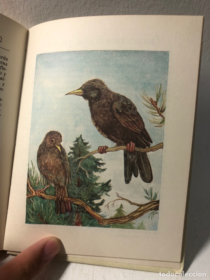 Libros de segunda mano: EL LENGUAJE DE LOS PAJAROS ● ● ● KB0344 - Foto 3