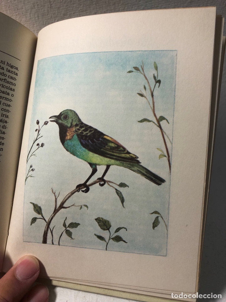 Libros de segunda mano: EL LENGUAJE DE LOS PAJAROS ● ● ● KB0344 - Foto 4