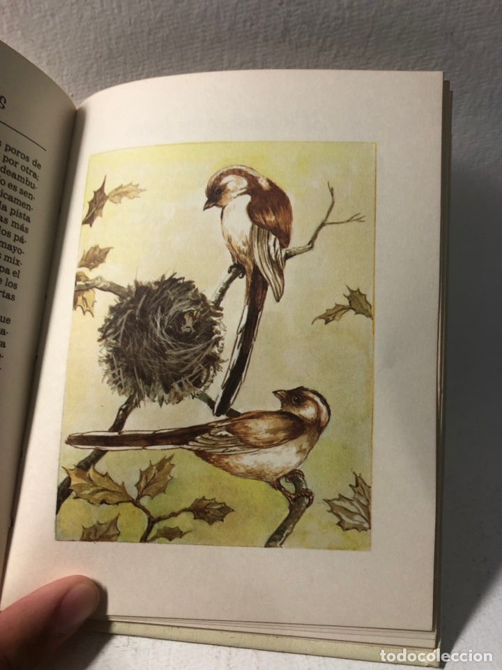 Libros de segunda mano: EL LENGUAJE DE LOS PAJAROS ● ● ● KB0344 - Foto 5
