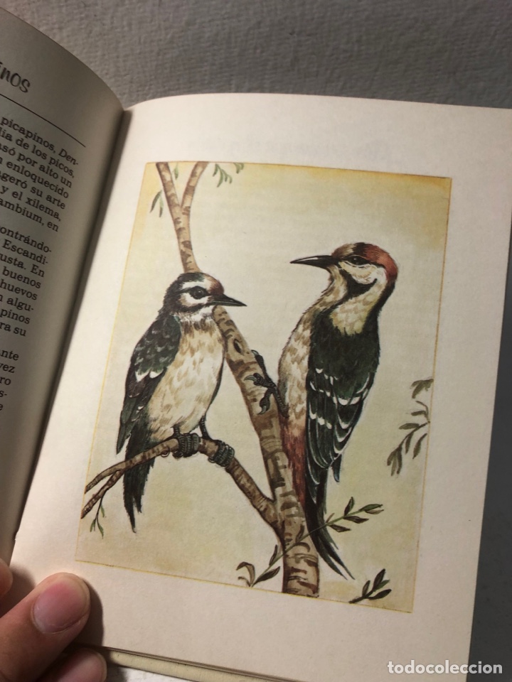 Libros de segunda mano: EL LENGUAJE DE LOS PAJAROS ● ● ● KB0344 - Foto 6