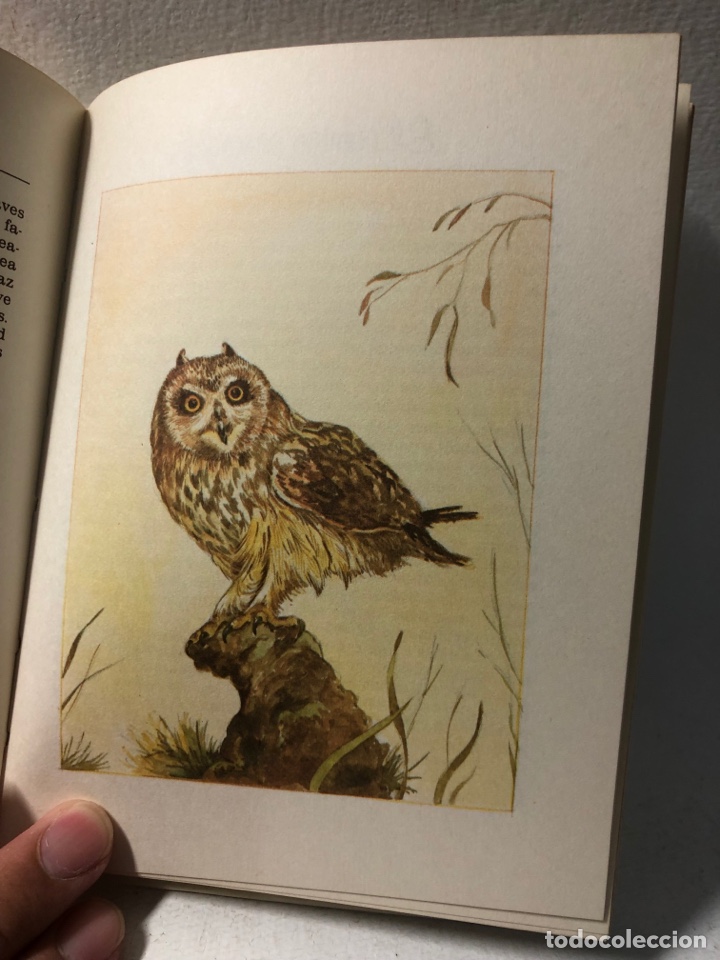 Libros de segunda mano: EL LENGUAJE DE LOS PAJAROS ● ● ● KB0344 - Foto 7