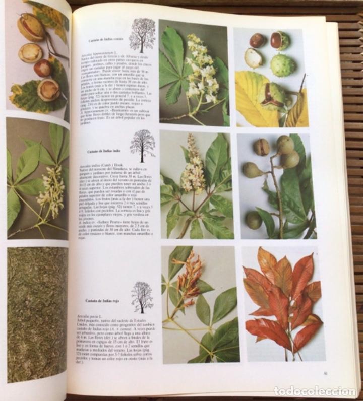 Libros de segunda mano: Los &aacute;rboles. Roger Phillips. Editorial Blume. 1985. - Foto 6