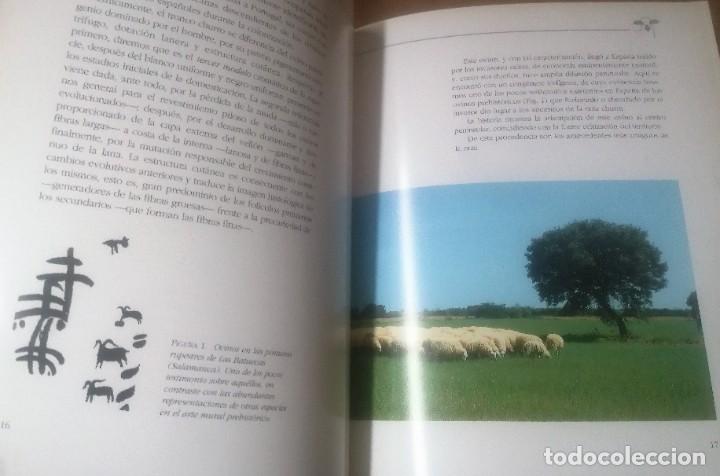 Libros de segunda mano: La raza churra en Castilla y Le&oacute;n, Junta de Castilla y Le&oacute;n, 1991 - Foto 3