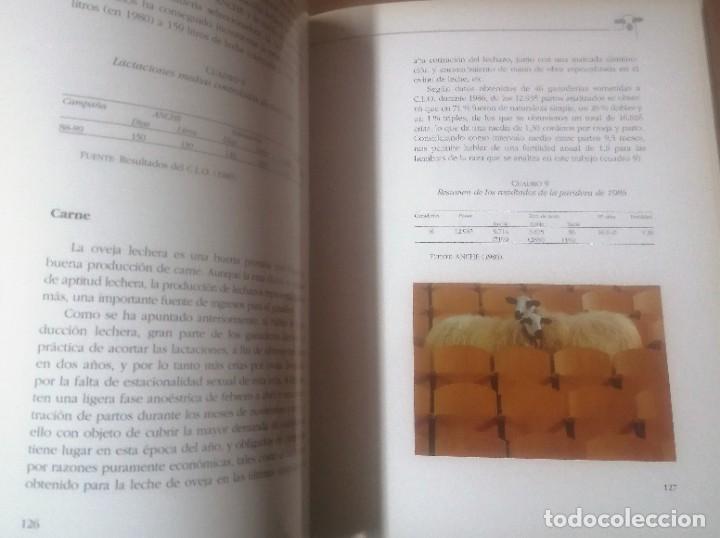 Libros de segunda mano: La raza churra en Castilla y Le&oacute;n, Junta de Castilla y Le&oacute;n, 1991 - Foto 5