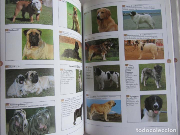 Libros de segunda mano: Guia visual de las razas caninas. Valeria Rossi Editorial de Vecchi 2001 - Foto 4