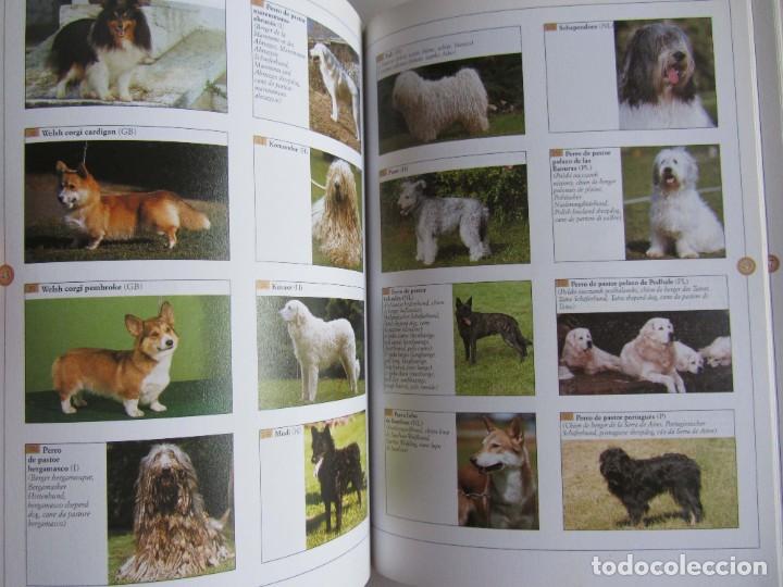 Libros de segunda mano: Guia visual de las razas caninas. Valeria Rossi Editorial de Vecchi 2001 - Foto 5