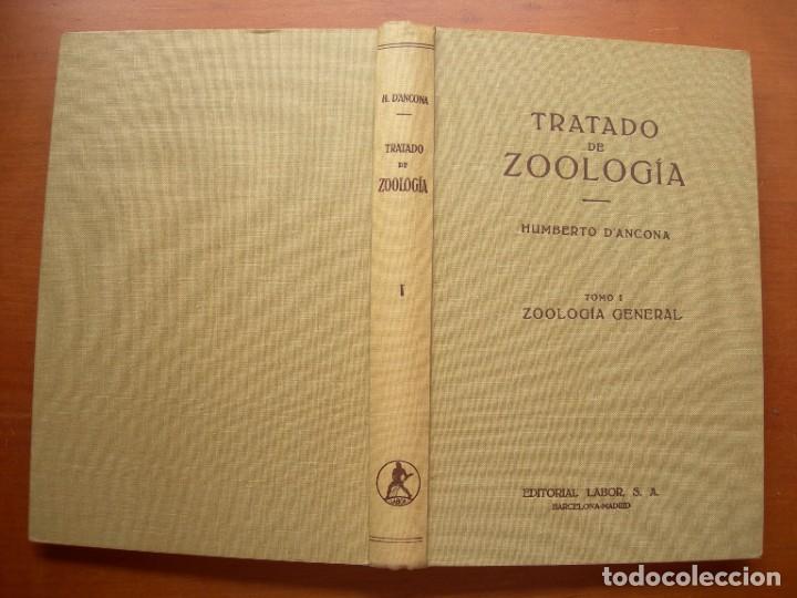 Libros de segunda mano: TRATADO DE ZOOLOG&Iacute;A / 2 TOMOS / HUMBERTO D&Aacute;NCONA - Foto 2