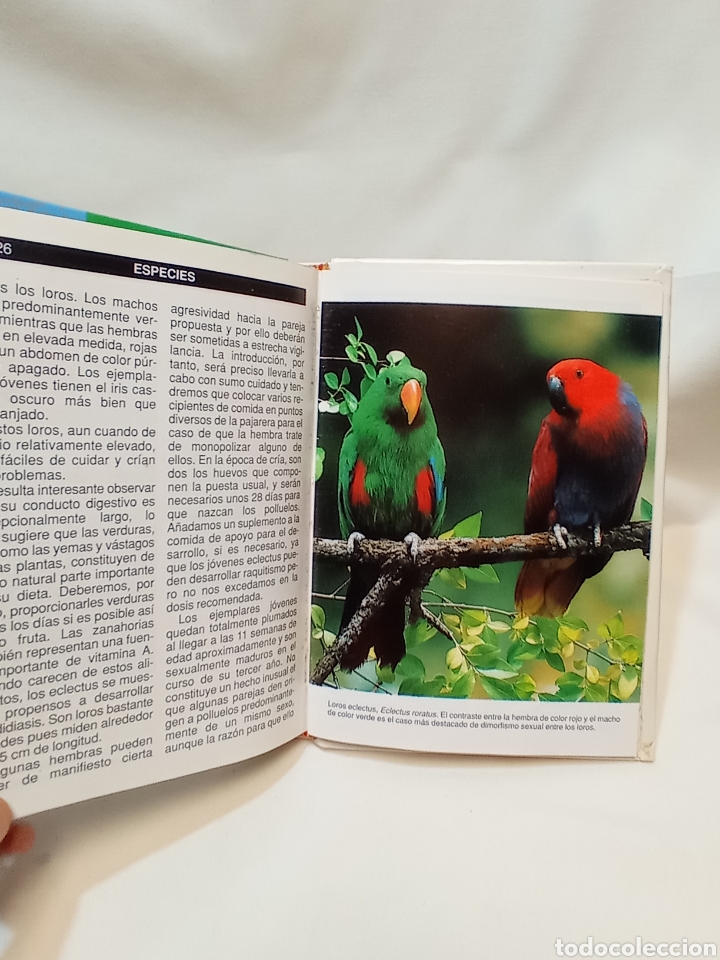 Libros de segunda mano: GU&Iacute;A COMPLETA DE LOS LOROS. EDITORIAL HISPANO EUROPEA - Foto 3