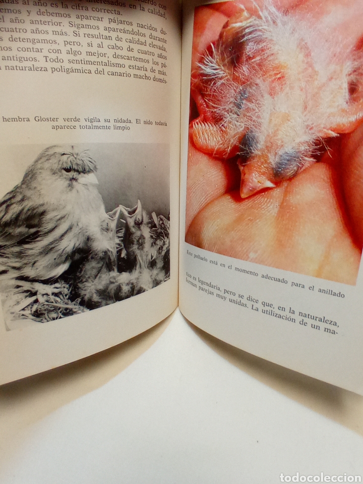 Libros de segunda mano: C&Oacute;MO CRIAR LOS CANARIOS. EDITORIAL HISPANO EUROPEA - Foto 3