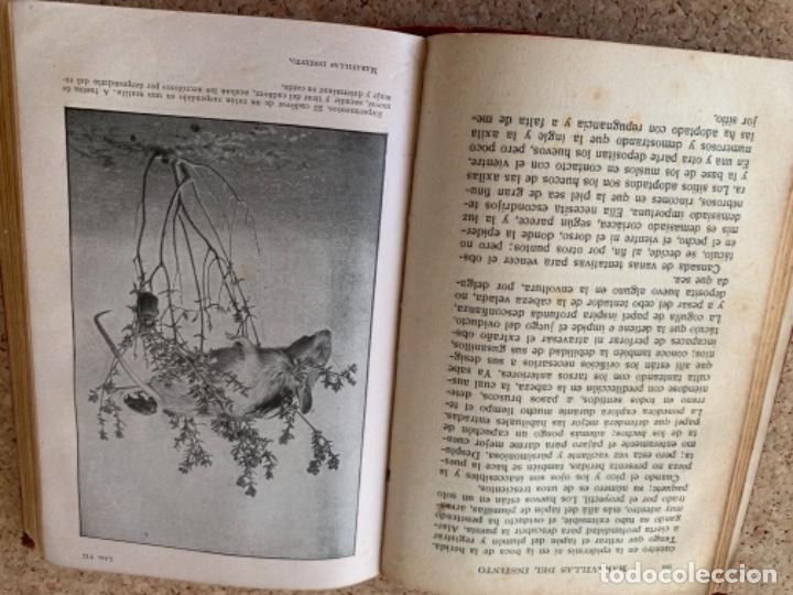 Libros de segunda mano: Maravillas del instinto en los insectos - Foto 7