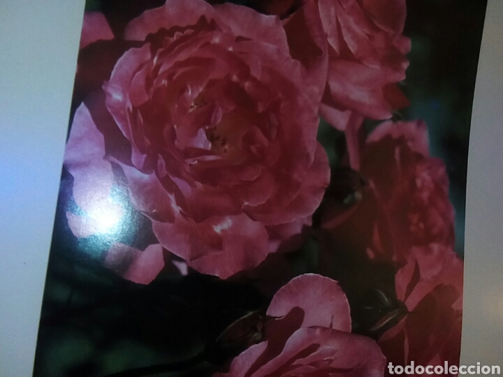 Libros de segunda mano: Rosas con magn&iacute;ficas fotograf&iacute;as - Foto 4