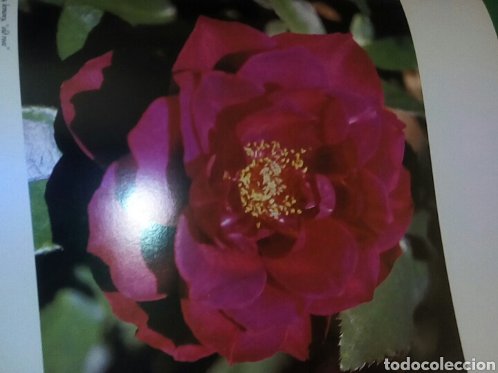 Libros de segunda mano: Rosas con magn&iacute;ficas fotograf&iacute;as - Foto 5