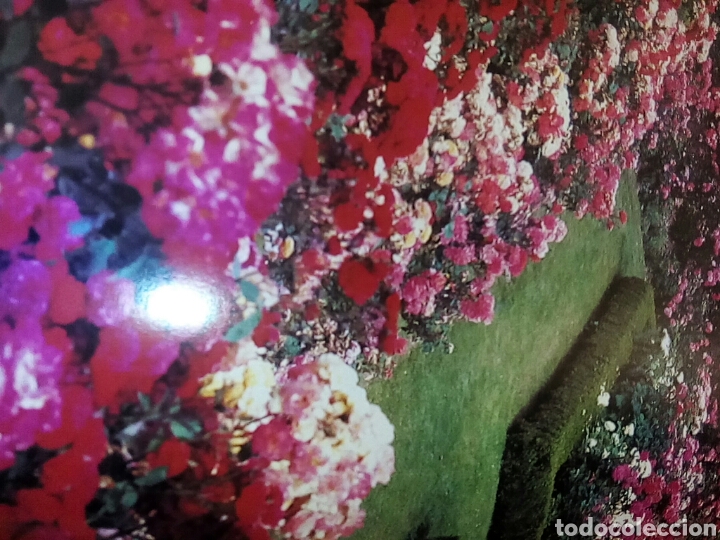 Libros de segunda mano: Rosas con magn&iacute;ficas fotograf&iacute;as - Foto 6