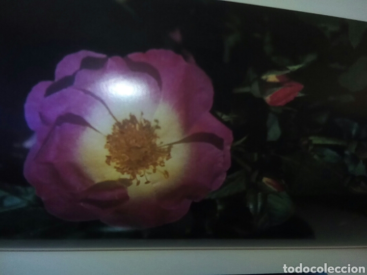 Libros de segunda mano: Rosas con magn&iacute;ficas fotograf&iacute;as - Foto 7