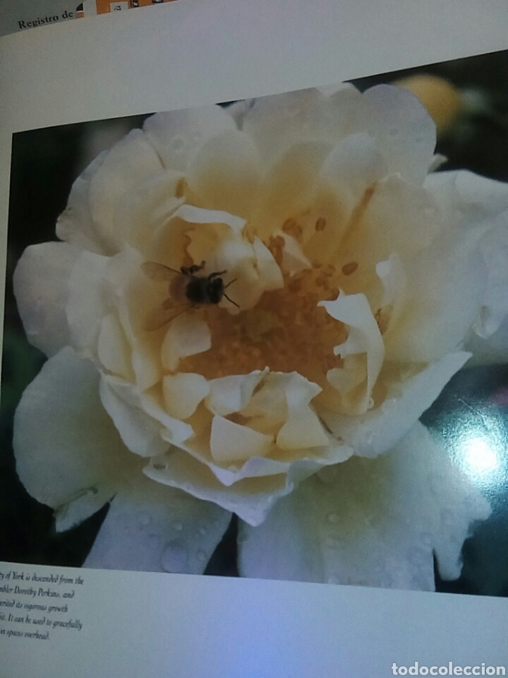 Libros de segunda mano: Rosas con magn&iacute;ficas fotograf&iacute;as - Foto 8