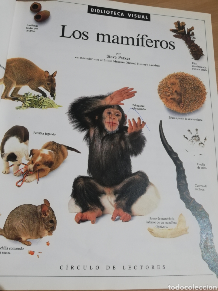 Libros de segunda mano: LOS MAM&Iacute;FEROS (STEVE PARKER) - Foto 2