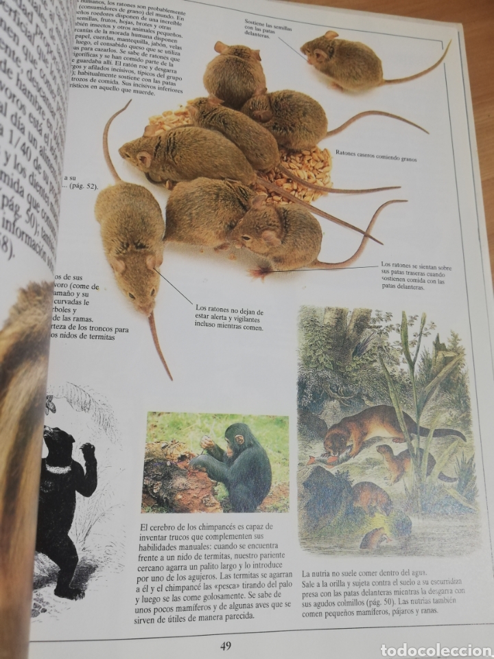 Libros de segunda mano: LOS MAM&Iacute;FEROS (STEVE PARKER) - Foto 5