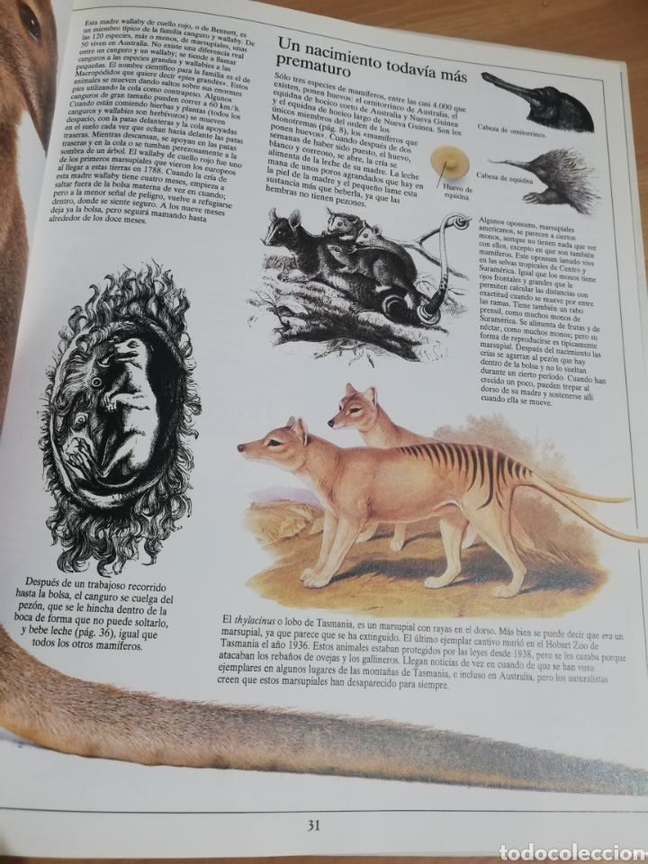 Libros de segunda mano: LOS MAM&Iacute;FEROS (STEVE PARKER) - Foto 10