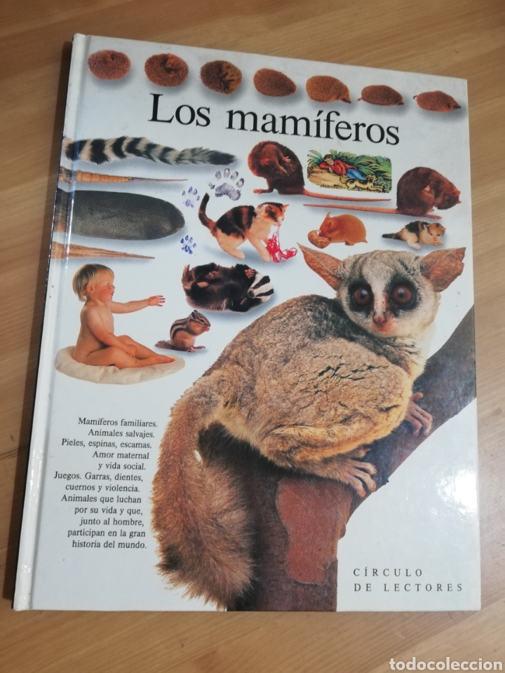 Libros de segunda mano: LOS MAM&Iacute;FEROS (STEVE PARKER) - Foto 1