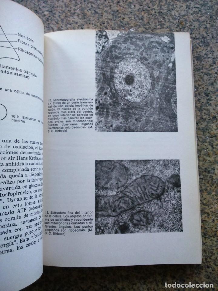 Libros de segunda mano: LA VIDA DE LA CELULA -- BUTLER -- LABOR 1967 -- - Foto 3