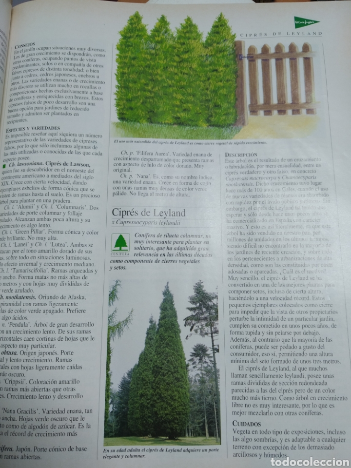 Libros de segunda mano: EL LIBRO DE ORO DE LAS PLANTAS Y LOS JARDINES. ABC - Foto 3