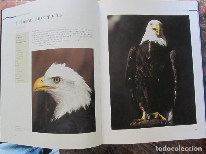 Libros de segunda mano: EL GRAN LIBRO DE LAS RAPACES DIURNAS. GIANNI RAVAZZI, ED. DE VECCHI (2007. - Foto 3