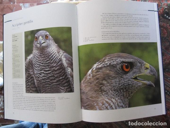 Libros de segunda mano: EL GRAN LIBRO DE LAS RAPACES DIURNAS. GIANNI RAVAZZI, ED. DE VECCHI (2007. - Foto 4