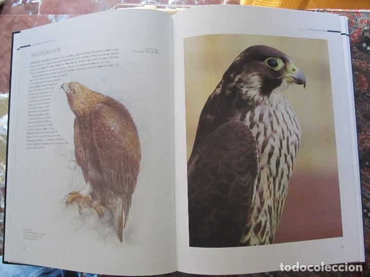 Libros de segunda mano: EL GRAN LIBRO DE LAS RAPACES DIURNAS. GIANNI RAVAZZI, ED. DE VECCHI (2007. - Foto 5