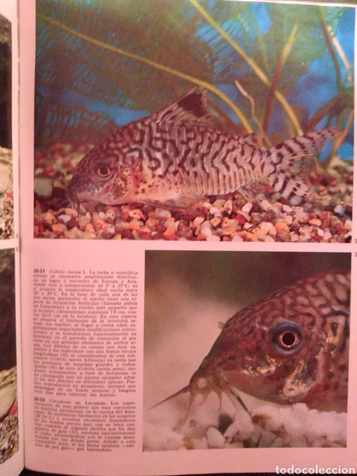 Libros de segunda mano: Peces de acuario editorial Teide - Foto 5
