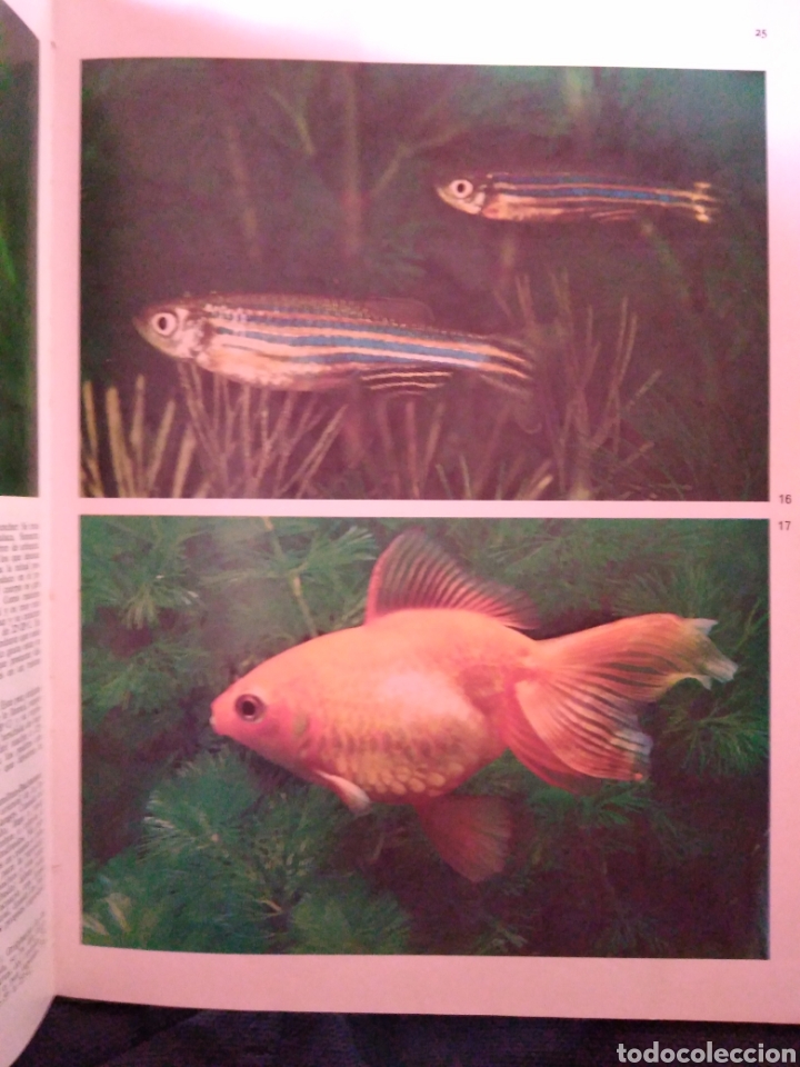 Libros de segunda mano: Peces de acuario editorial Teide - Foto 6