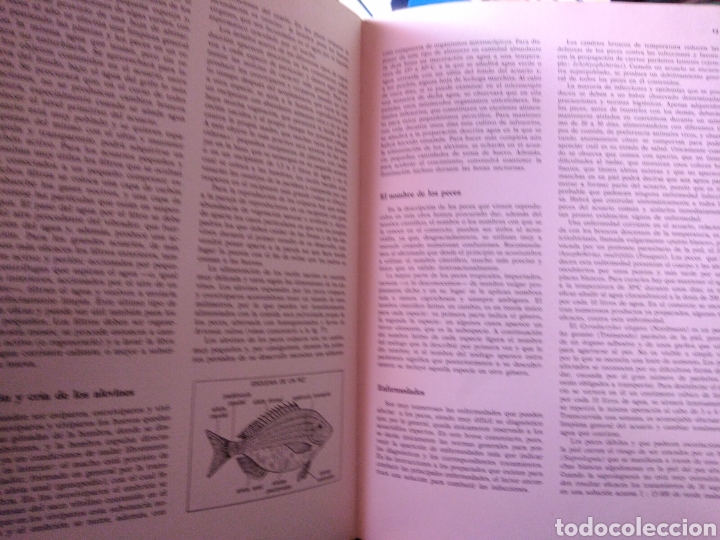 Libros de segunda mano: Peces de acuario editorial Teide - Foto 7