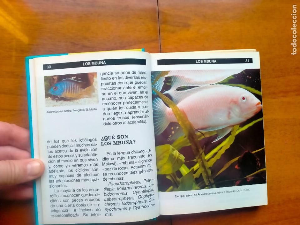 Libros de segunda mano: Gu&iacute;a completa de los ciclidos del lago Malawi. Mary Sweeney - Foto 6